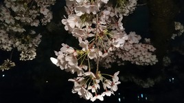☆お花見☆