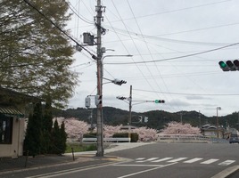 桜満開〜めっちゃ春ぅ〜♪